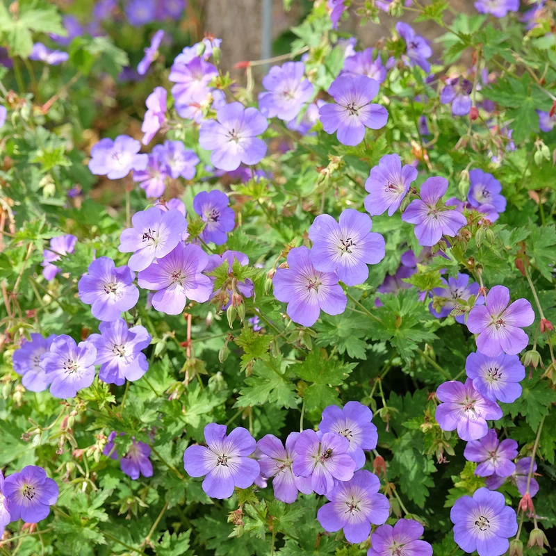 Storchschnabel 'Rozanne'