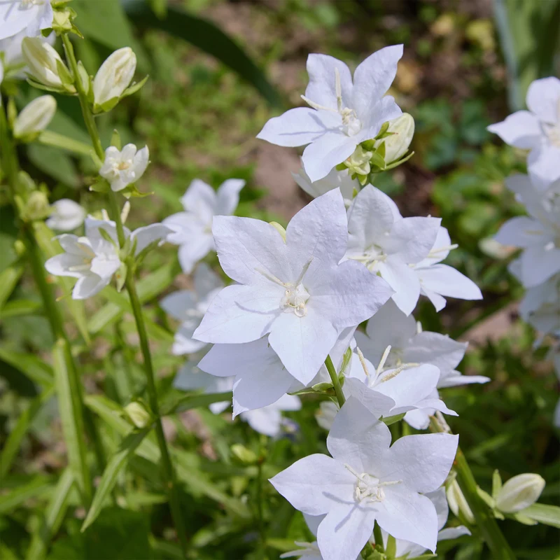 Karpaten-Glockenblume 'Alba'