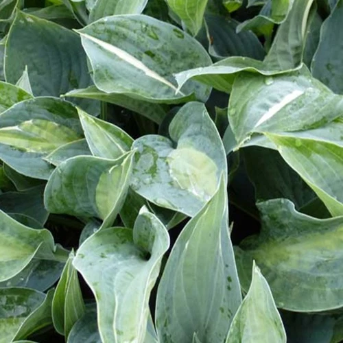 Hosta Kiwi Full Monty Funkia