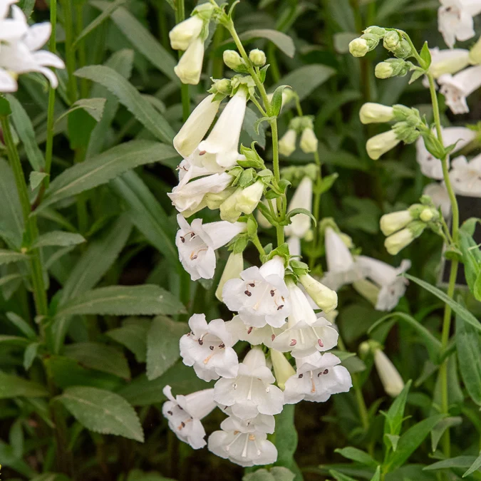 Bartfaden ‘White Bedder’