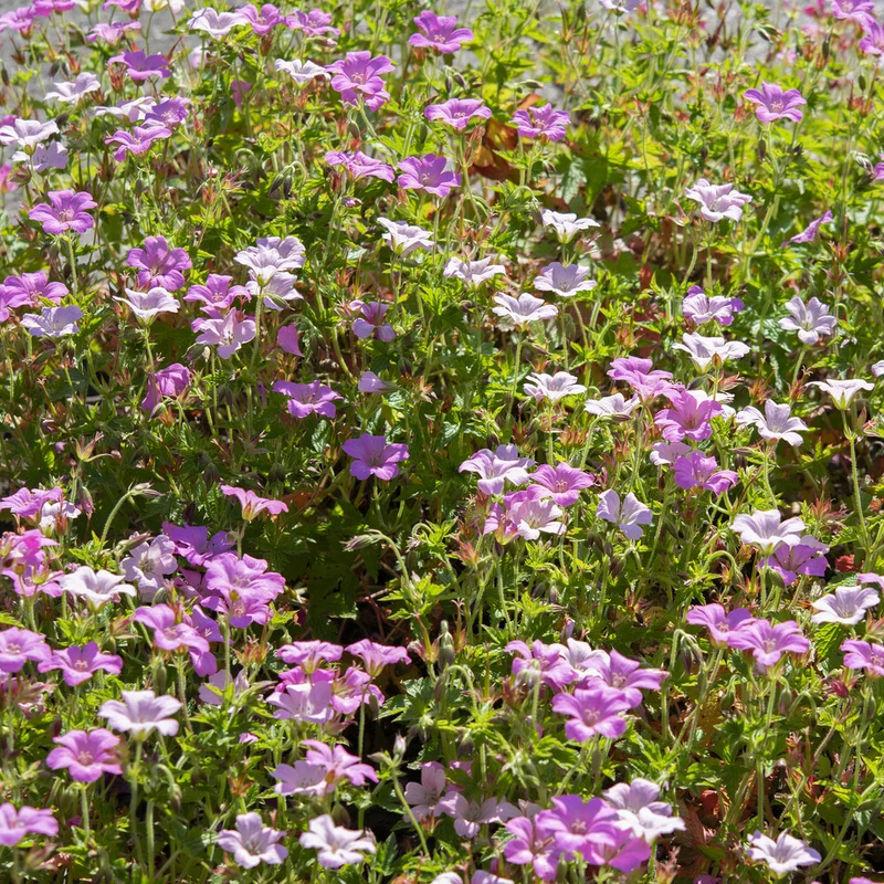 Storchschnabel ‘Rose Clair’
