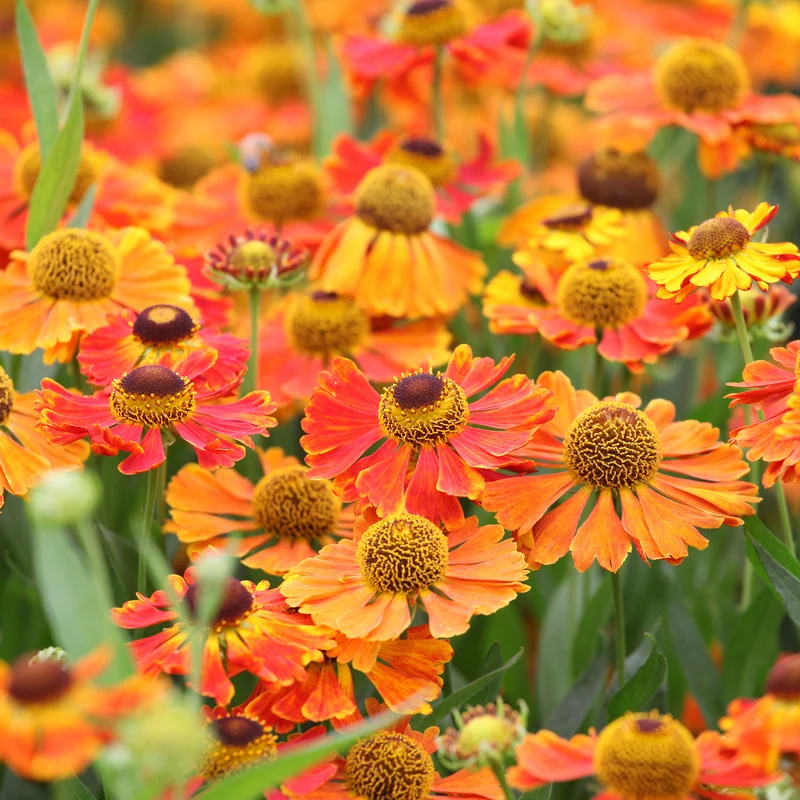 Sonnenbraut 'Waltraut'