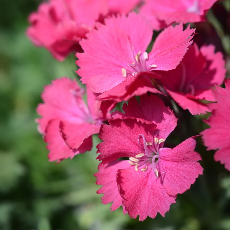 Steinnelke 'Badenia'