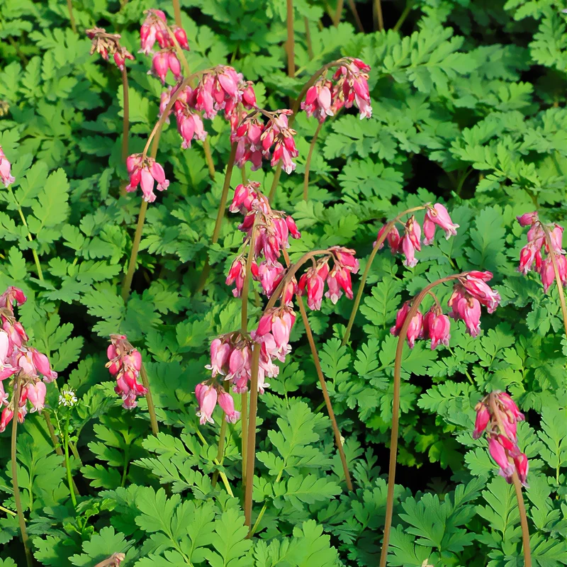 Zwergige Herzblume Luxuriant
