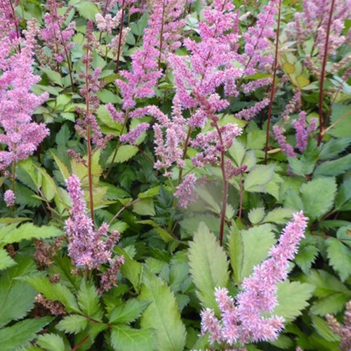 Astilbe Hybrid Maggie Daley