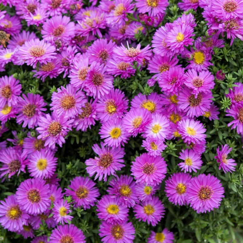 Kissenastern ‘Starlight’