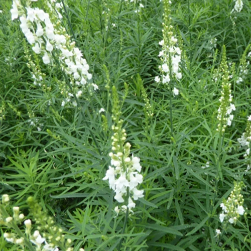 Leinkraut ‘Springside White’