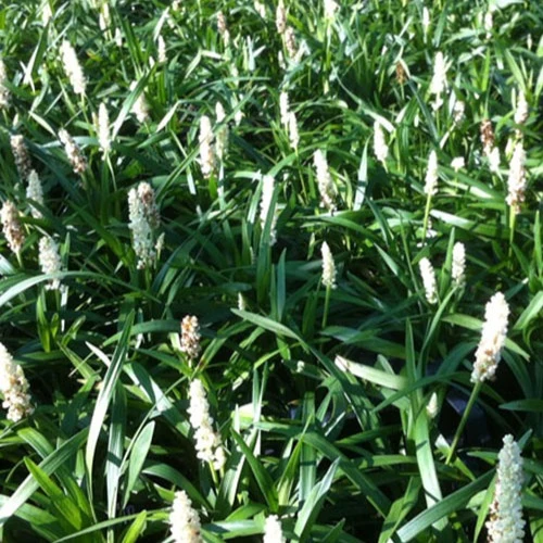 Liriope muscari Monroe White