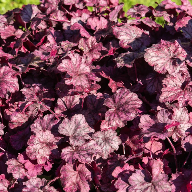Heuchera Wild Rose