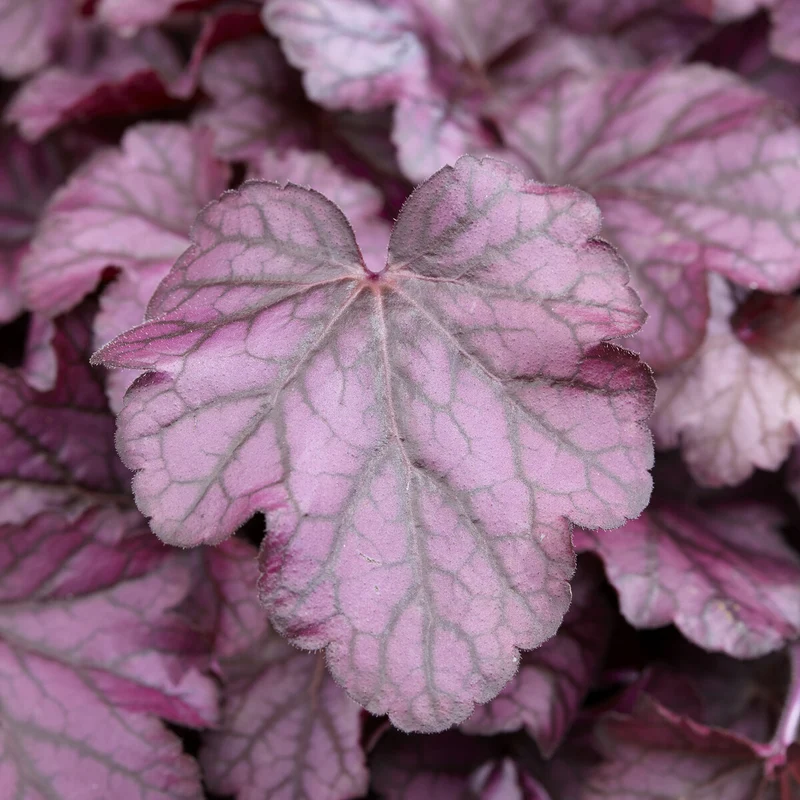 Heuchera Wild Rose