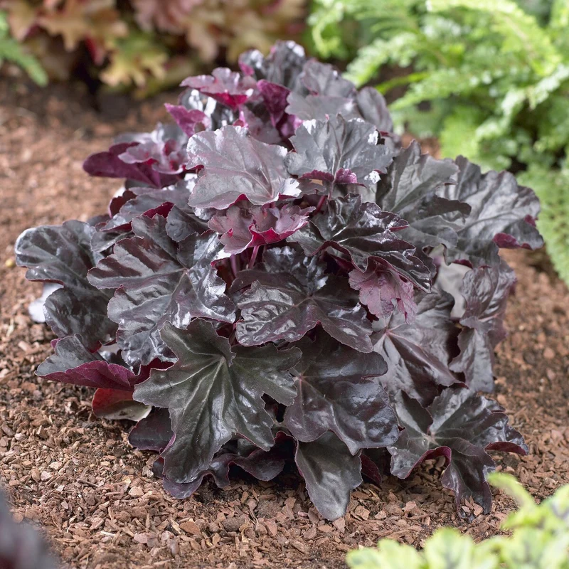 Heuchera Obsidian