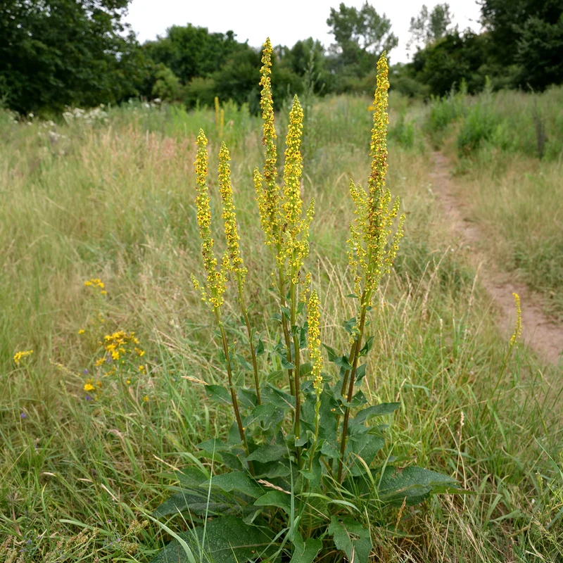 Schwarze Königskerze