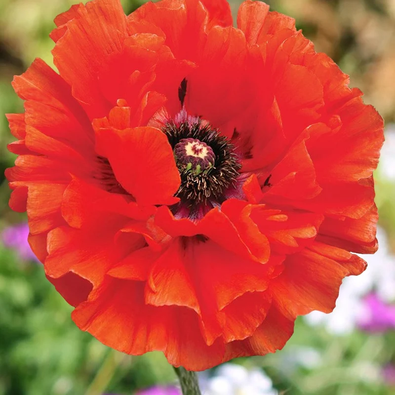 Orientalischer Mohn Eyecatcher