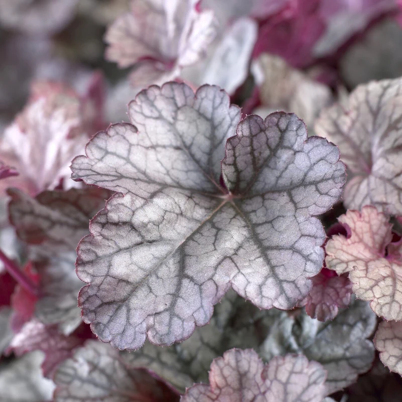 Heuchera Silver Scrolls