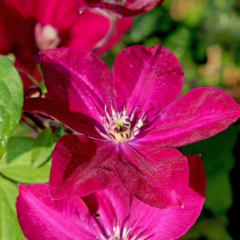 Waldreben "Kräftige Farben"