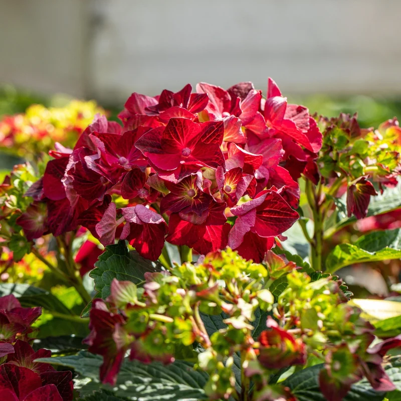 Bauernhortensie 'Magical Ruby Tuesday®'