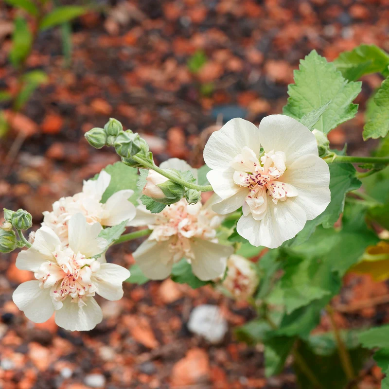 Halbstrauchige Stockrose Parkallee