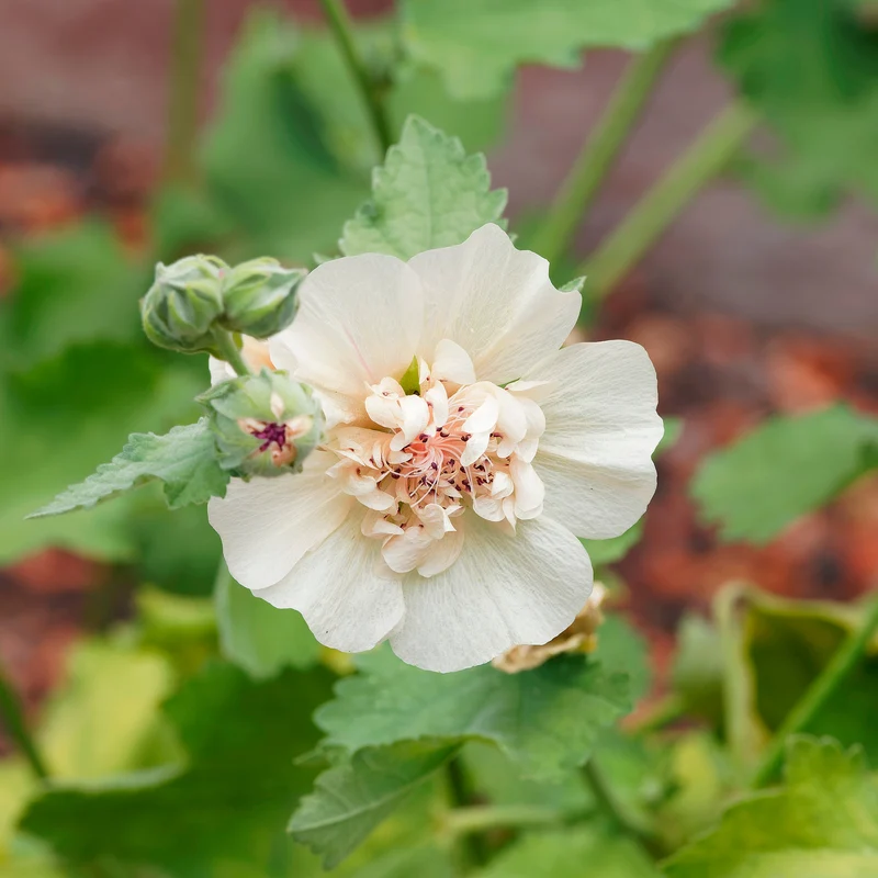 Halbstrauchige Stockrose Parkallee