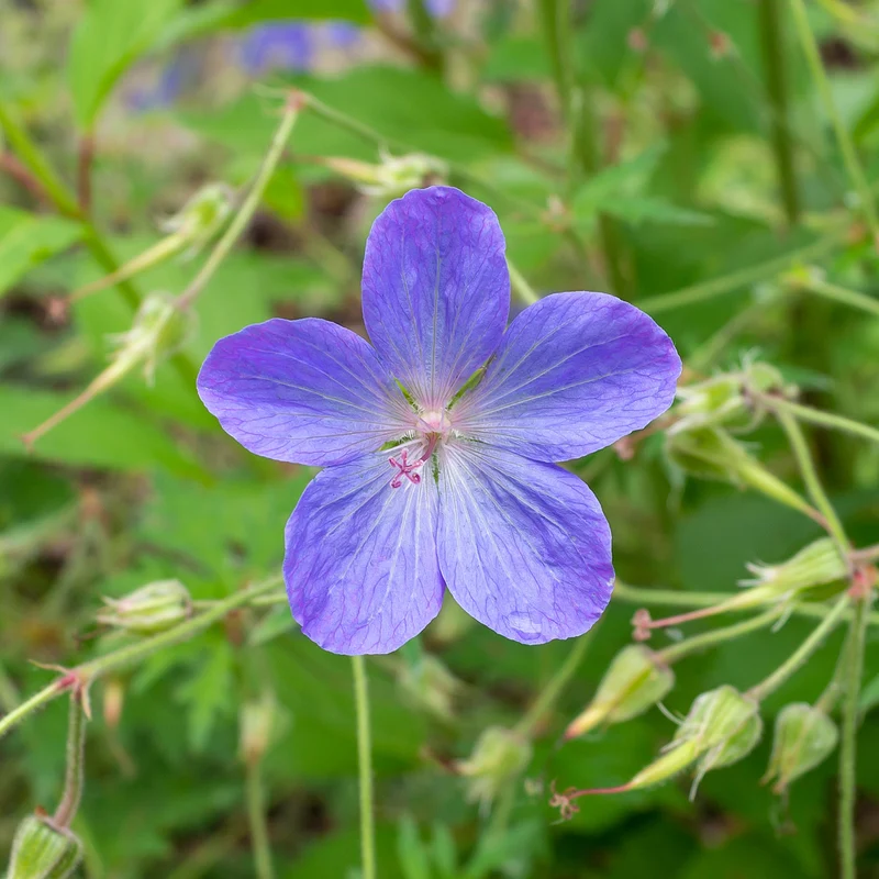 Storchschnabel 'Johnsons Blue'