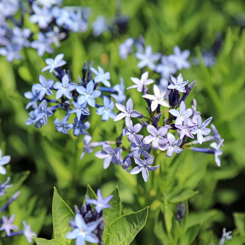 Röhrenstern 'Blue Ice'