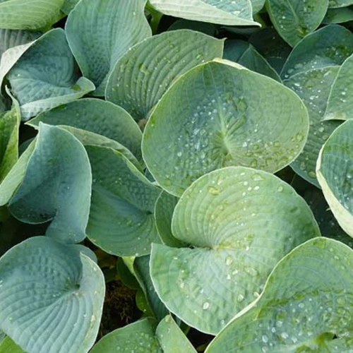 Hosta Ryans Big One Funkia