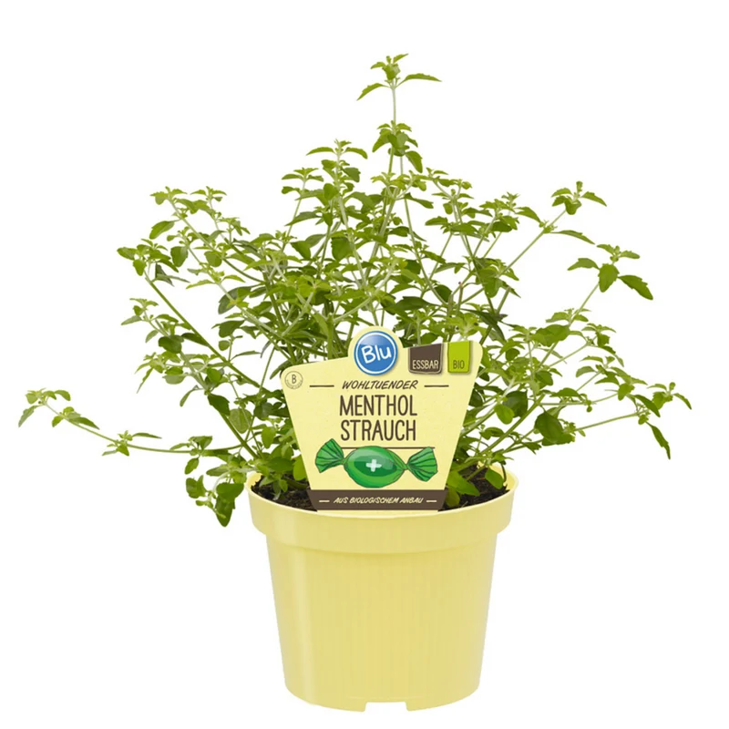 Bio Menthol-Strauch