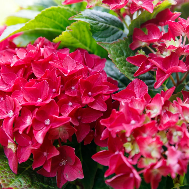 Bauernhortensie 'Music Collection Red Reggae®'