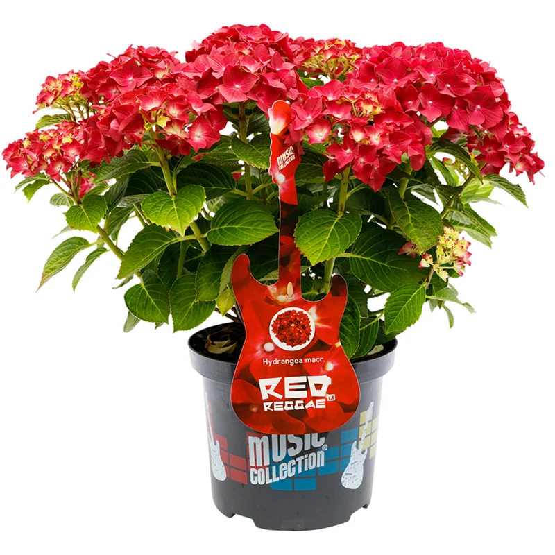 Bauernhortensie 'Music Collection Red Reggae®'