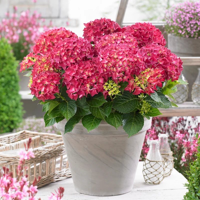Bauernhortensie 'Music Collection Red Reggae®'