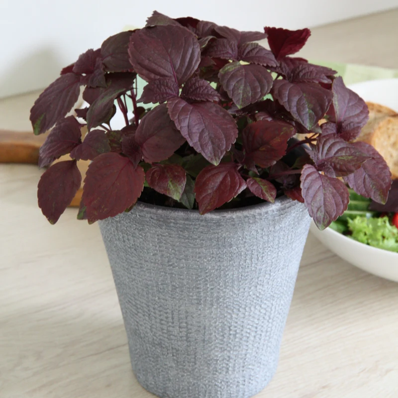 Bio Perilla Shiso
