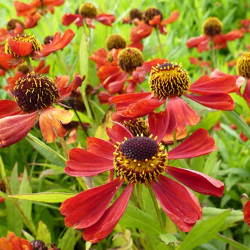 Sonnenbraut ‘Rubinzwerg’