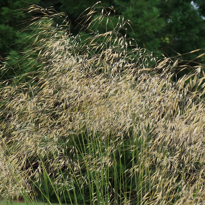 Riesen-Federgras (Stipa gigantea)