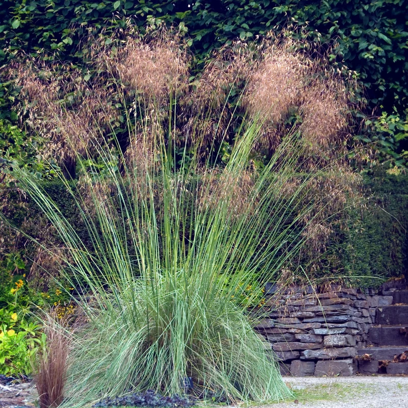 Riesen-Federgras (Stipa gigantea)