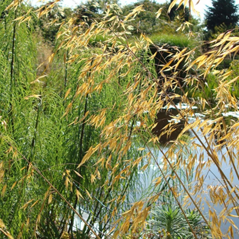 Riesen-Federgras (Stipa gigantea)