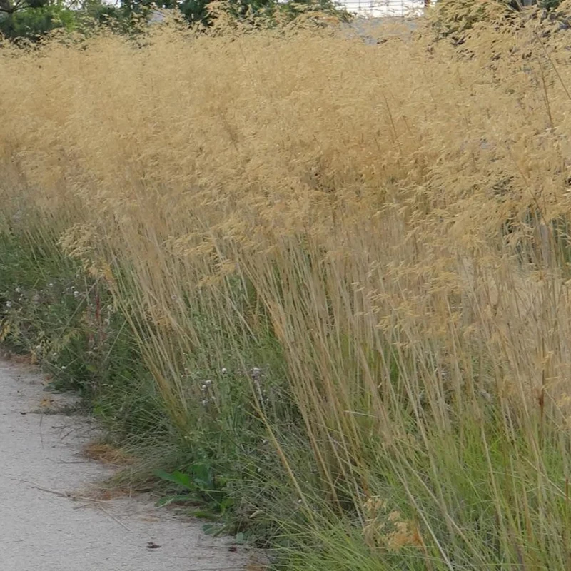 Riesen-Federgras (Stipa gigantea)