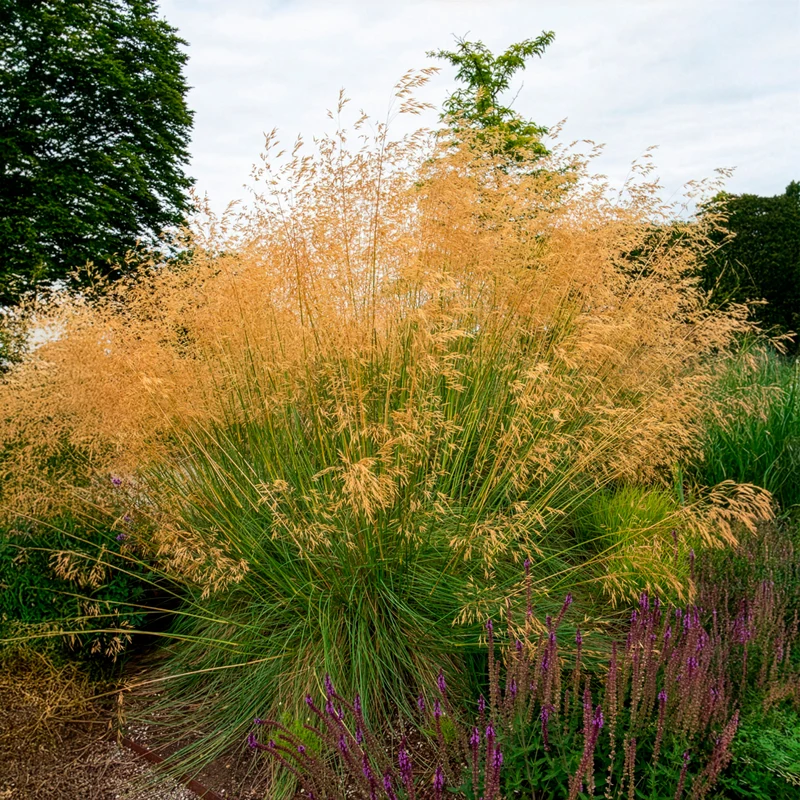Riesen-Federgras (Stipa gigantea)