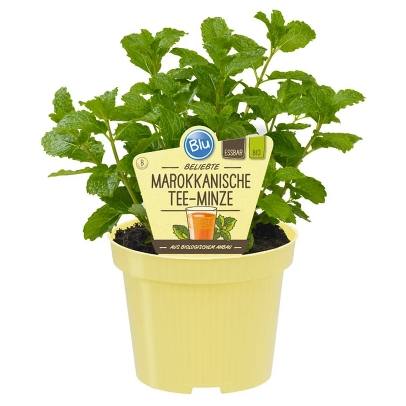 Bio marokkanische Teeminze