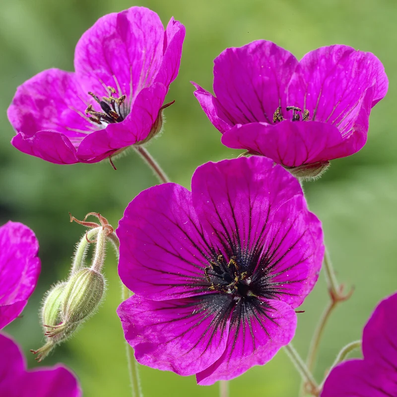 Geranium Anne Thomson