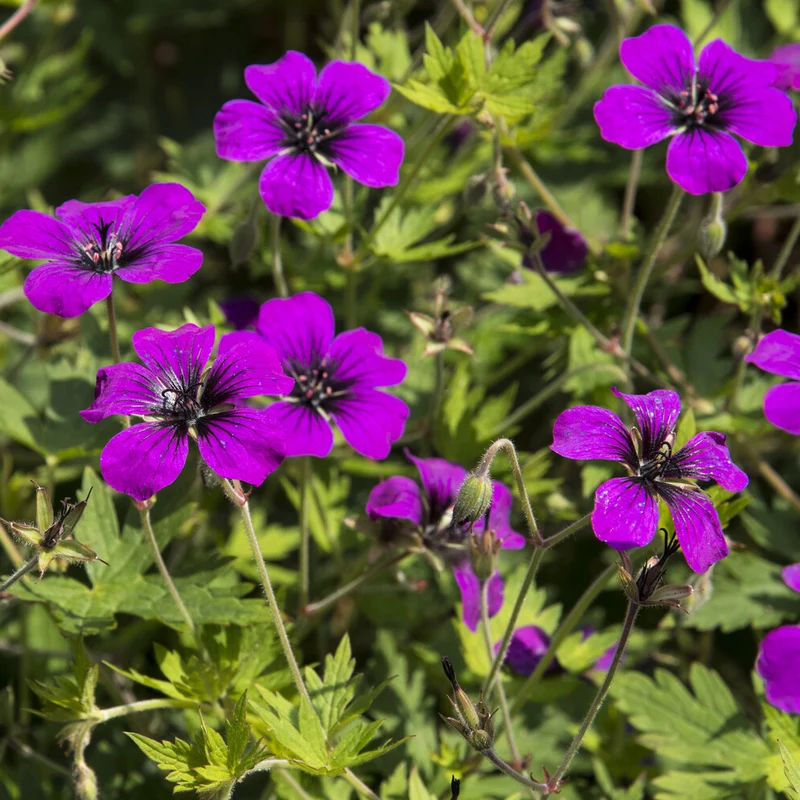 Geranium Anne Thomson