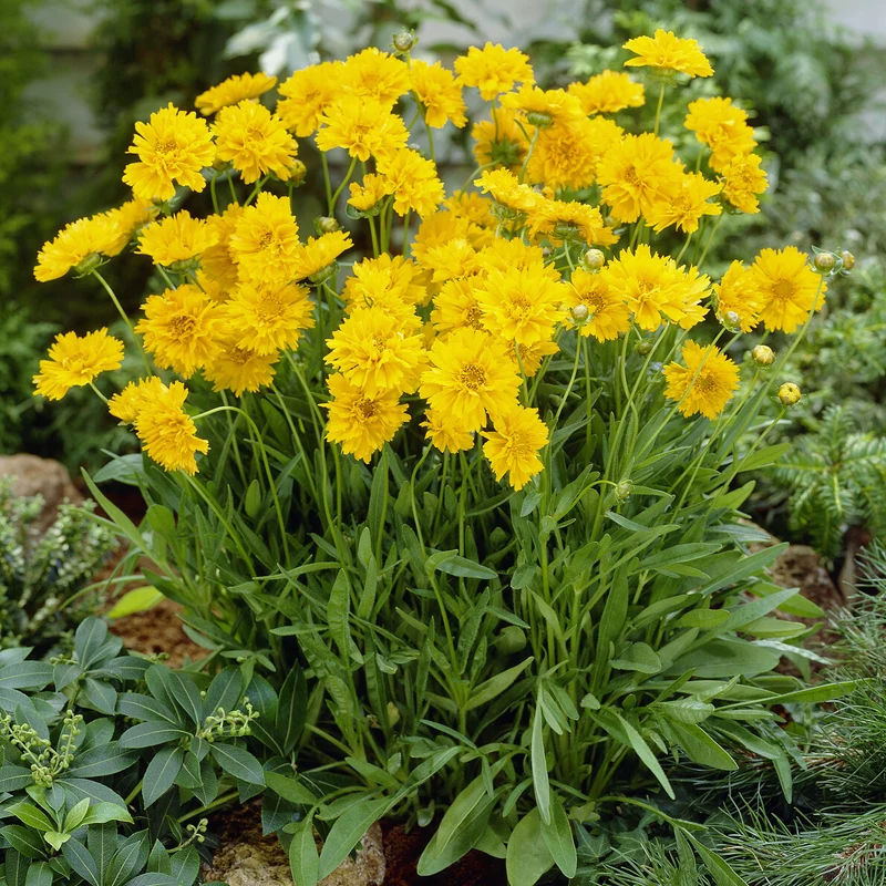 Großblumiges Mädchenauge 'Early Sunrise'