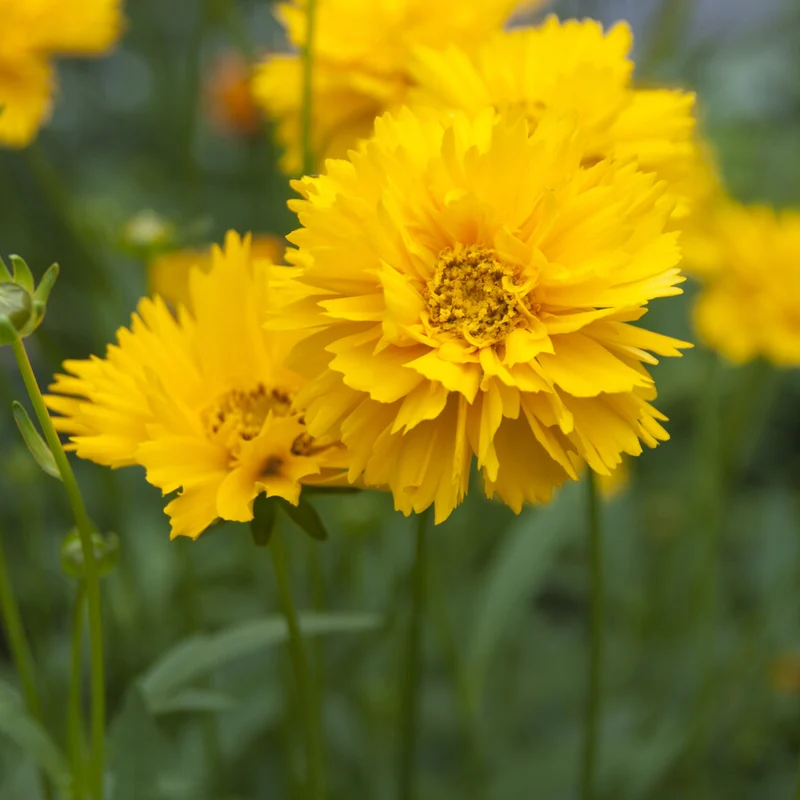 Großblumiges Mädchenauge 'Early Sunrise'