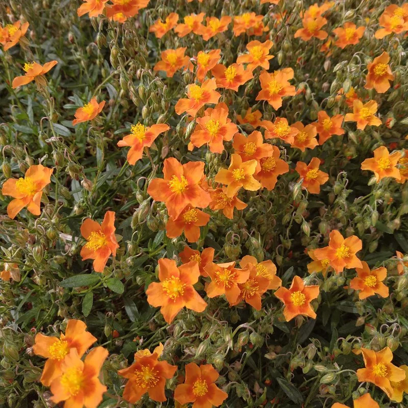 Sonnenröschen 'Bronzeteppich'
