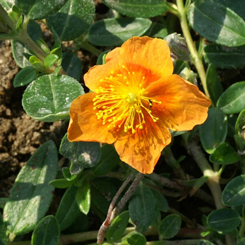 Sonnenröschen 'Bronzeteppich'