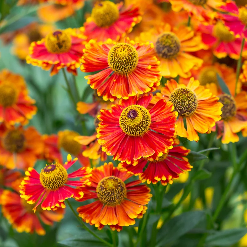 Sonnenbraut 'Poncho'