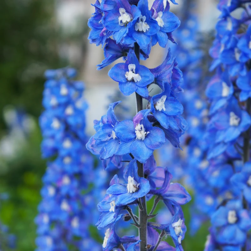 Rittersporn ‘Blue Bird’