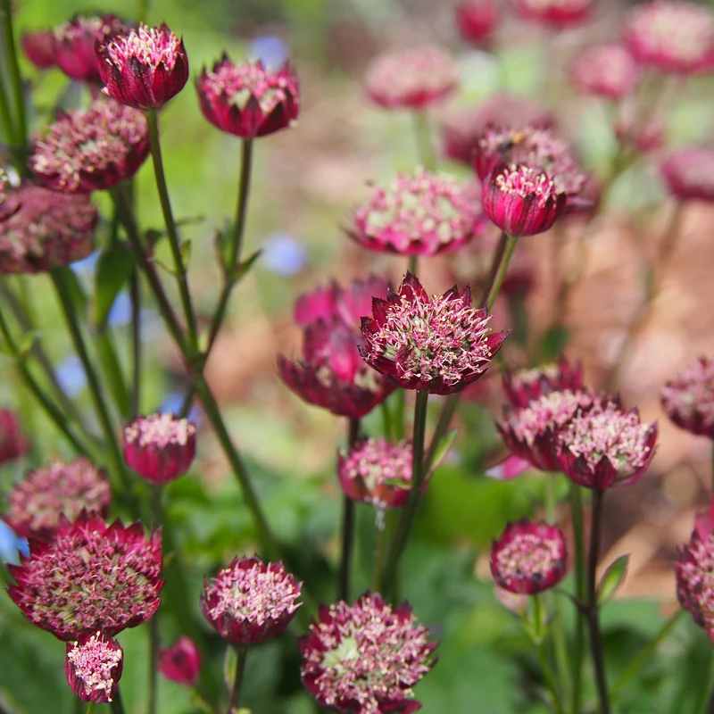 Sterndolde ‘Moulin Rouge’