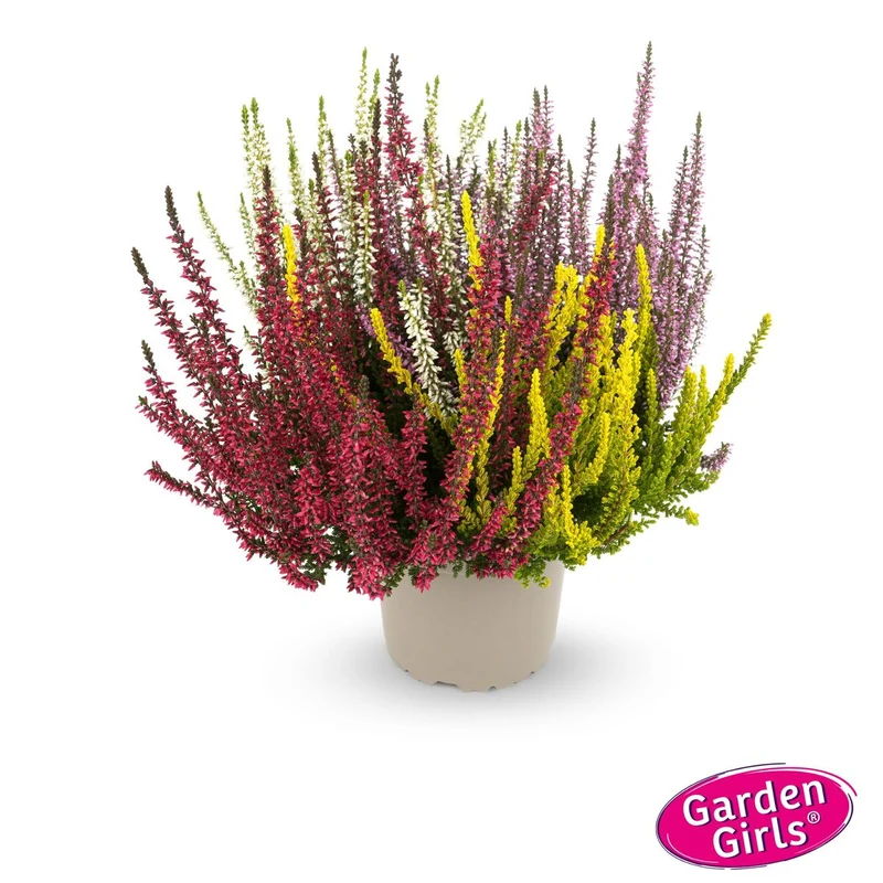 Besenheide 'Quattro Gardengirls®'