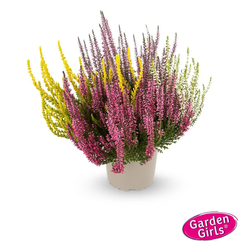 Besenheide 'Quattro Gardengirls®'