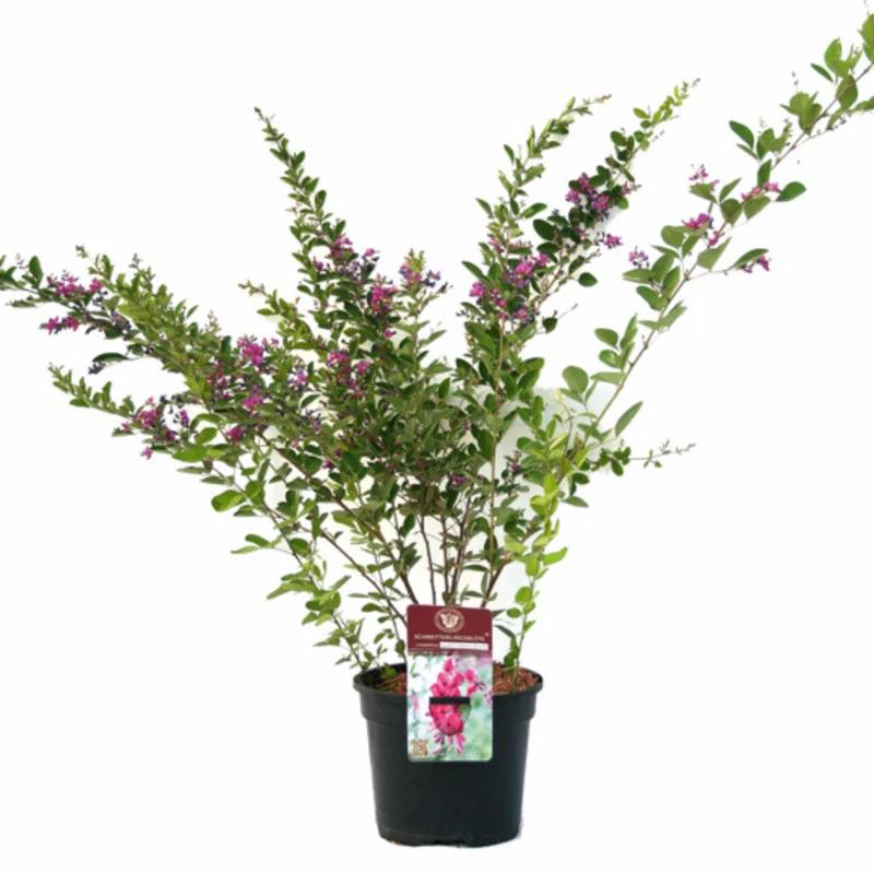 Zweifarbiger Buschklee 'Summer Beauty'