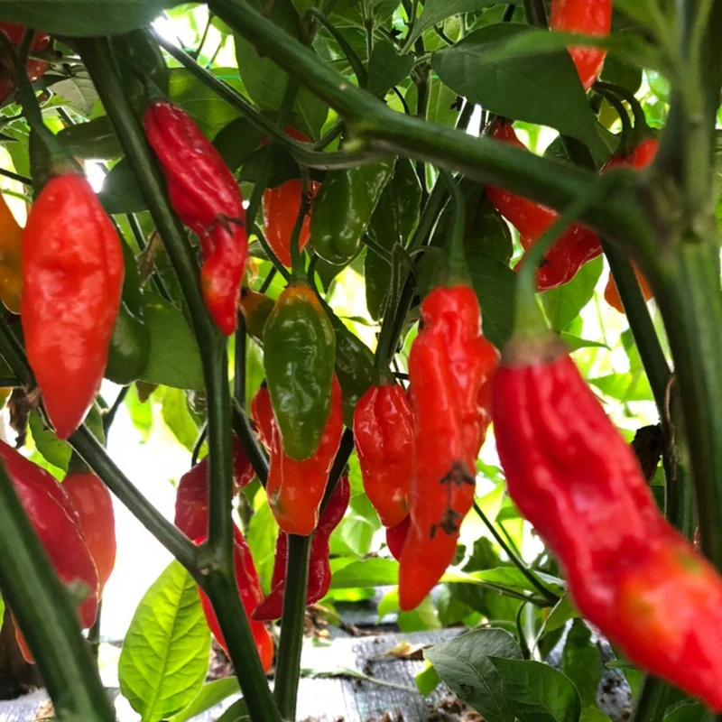 Bio Salsa-Chili 'Jolokia'